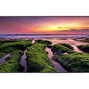 Samsung QBB N Series 55"